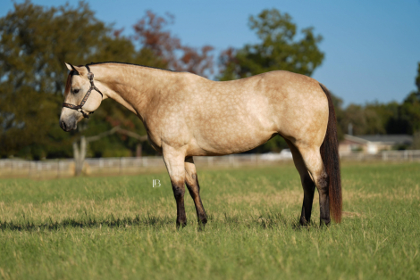 HorseID: 2260687 Hook Line and Sinker - PhotoID: 1045918