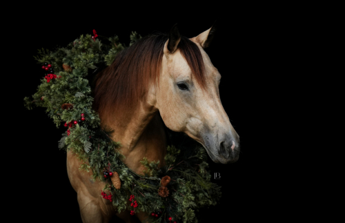 HorseID: 2260687 Hook Line and Sinker - PhotoID: 1045919