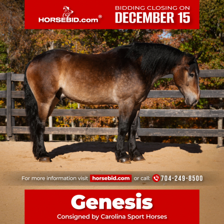 HorseID: 2260688 Genesis - PhotoID: 1042241
