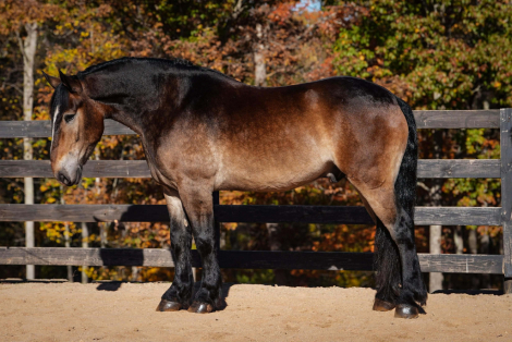 HorseID: 2260688 Genesis - PhotoID: 1042242