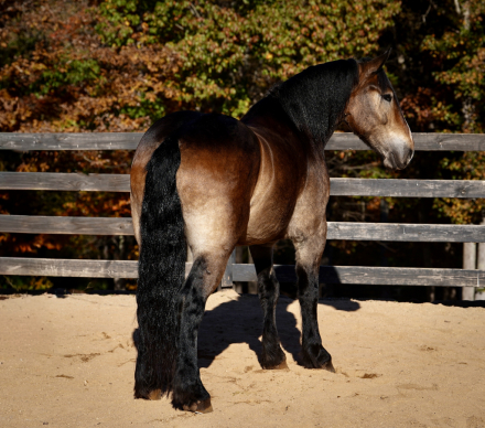 HorseID: 2260688 Genesis - PhotoID: 1042243