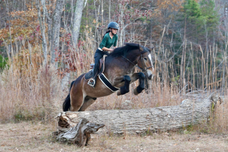 HorseID: 2260688 Genesis - PhotoID: 1042244