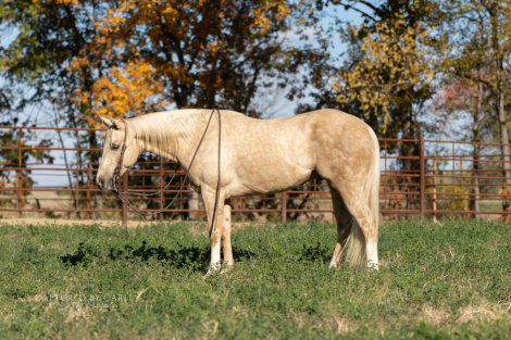 HorseID: 2260689 FREEDOM GOTTA GUN - PhotoID: 1028024