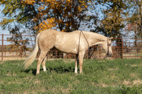 HorseID: 2260689 FREEDOM GOTTA GUN - PhotoID: 1028025