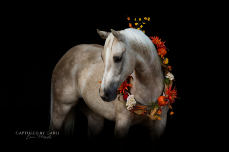 HorseID: 2260689 FREEDOM GOTTA GUN - PhotoID: 1028026