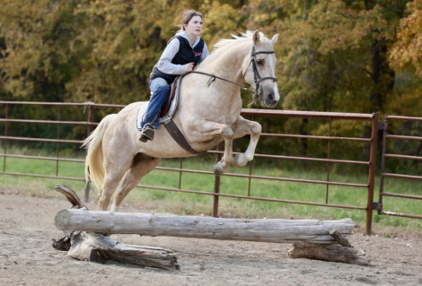 HorseID: 2260689 FREEDOM GOTTA GUN - PhotoID: 1028027