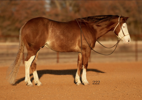 HorseID: 2260689 Pale Desire - PhotoID: 1028025