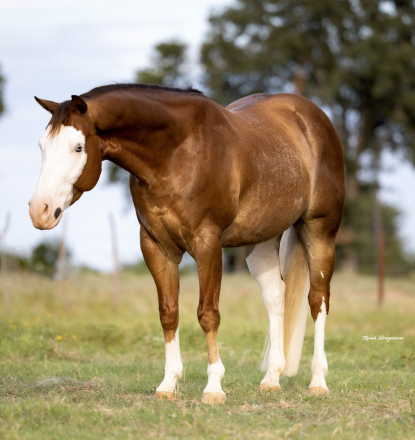 HorseID: 2260689 Pale Desire - PhotoID: 1028026