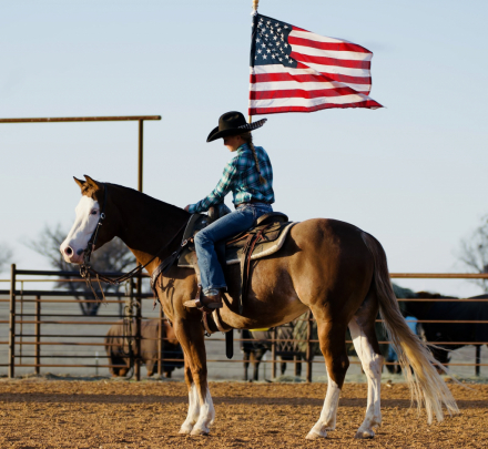 HorseID: 2260689 Pale Desire - PhotoID: 1028027