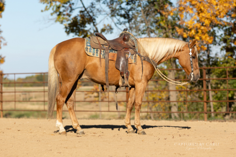 HorseID: 2261706 BGT SMART WAR STAR - PhotoID: 1029645