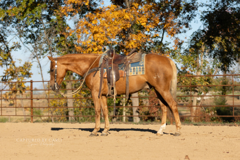 HorseID: 2261706 BGT SMART WAR STAR - PhotoID: 1029646