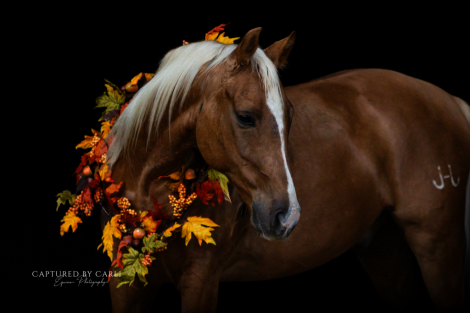 HorseID: 2261706 BGT SMART WAR STAR - PhotoID: 1029647