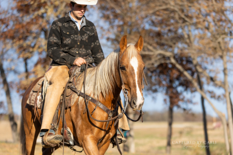 HorseID: 2261706 BGT SMART WAR STAR - PhotoID: 1029648