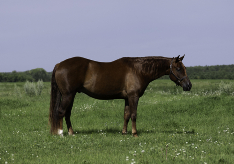 HorseID: 2261708 RG Sailingwithguns - PhotoID: 1029642