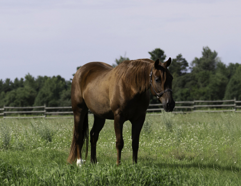 HorseID: 2261708 RG Sailingwithguns - PhotoID: 1062972