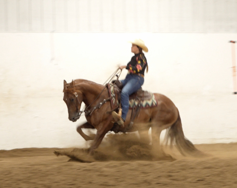 HorseID: 2261708 RG Sailingwithguns - PhotoID: 1062973