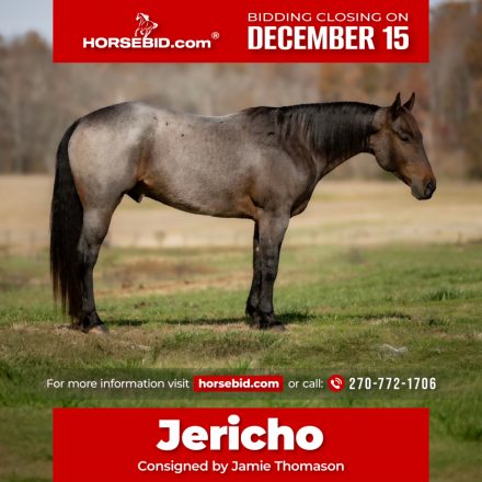 HorseID: 2262623 DJ VALENTINE BLU MAN - PhotoID: 1036986