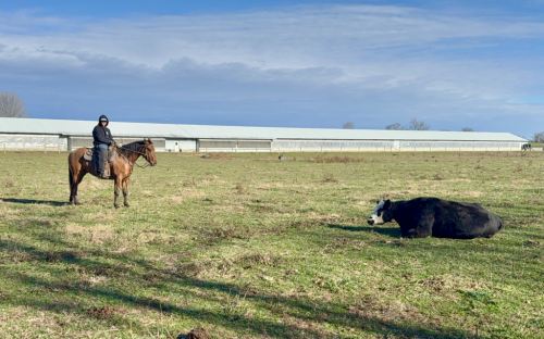 HorseID: 2262624 SPEED REDJEWELLS7114 - PhotoID: 1062982