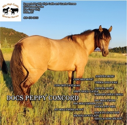 HorseID: 2264002 Docs Peppy Concord - PhotoID: 1032816