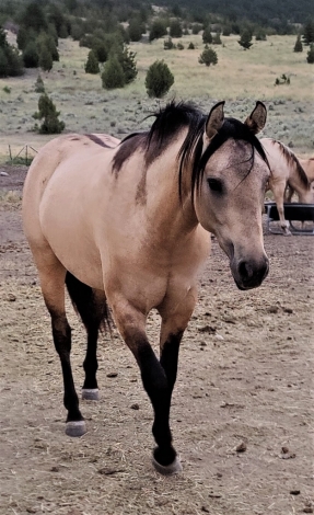 HorseID: 2264002 Docs Peppy Concord - PhotoID: 1032817