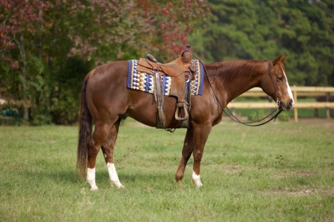 HorseID: 2264212 Tango with Reyngo - PhotoID: 1033091