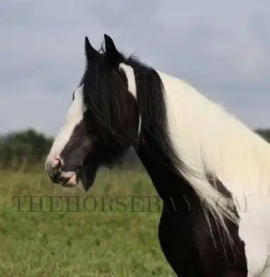 HorseID: 2264224 Gypsy Park Feathers - PhotoID: 1033106