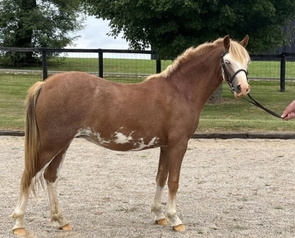 HorseID: 2264408 PONIES in PONY LAND ! Buy from Breeder Trainer ! - PhotoID: 1033489