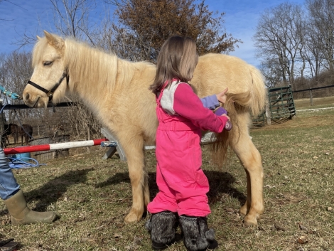 HorseID: 2264408 PONIES in PONY LAND ! Buy from Breeder Trainer ! - PhotoID: 1033492