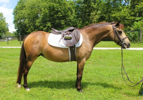 HorseID: 2264408 PONIES in PONY LAND ! Buy from Breeder Trainer ! - PhotoID: 1033493