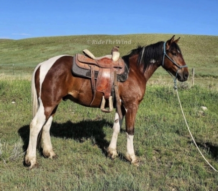 HorseID: 2264451 Train - Grade Draft / Quarter Horse Cross - PhotoID: 1033494