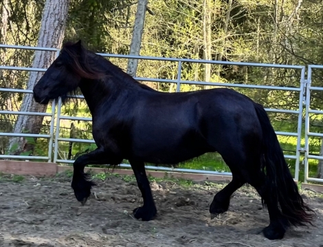 HorseID: 2264623 In Utero - PhotoID: 1034004