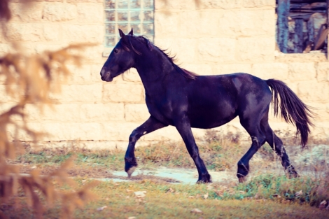 HorseID: 2264637 Registered Gypsy Friesian filly - PhotoID: 1033791