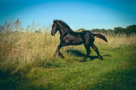 HorseID: 2264637 Registered Gypsy Friesian filly - PhotoID: 1033792
