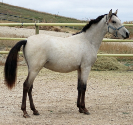 HorseID: 2264718 Dorado - PhotoID: 1033919