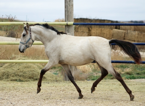 HorseID: 2264718 Dorado - PhotoID: 1033920
