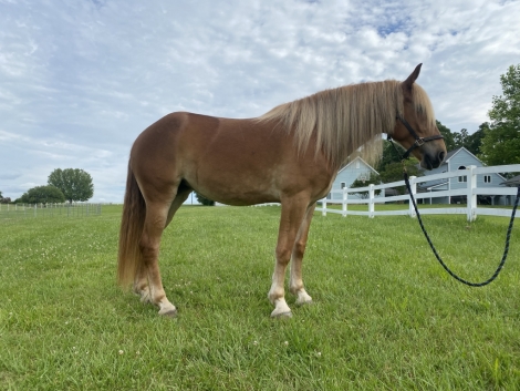 HorseID: 2264965 Lena no longer for sale - PhotoID: 1034197