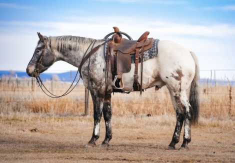 HorseID: 2265020 BT Foxy Dream - PhotoID: 1042262