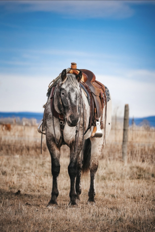 HorseID: 2265020 BT Foxy Dream - PhotoID: 1042263