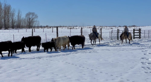 HorseID: 2265020 BT Foxy Dream - PhotoID: 1042264