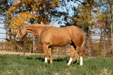 HorseID: 2265021 NUTHER CAT TASTOPHRE - PhotoID: 1034260