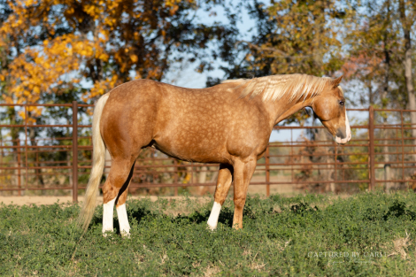 HorseID: 2265021 NUTHER CAT TASTOPHRE - PhotoID: 1034261