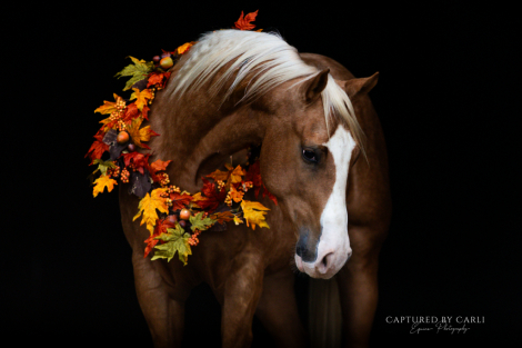 HorseID: 2265021 NUTHER CAT TASTOPHRE - PhotoID: 1034262