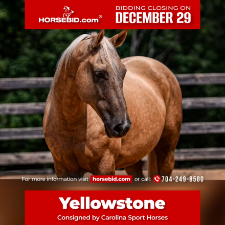 HorseID: 2265021 Yellowstone - PhotoID: 1034260