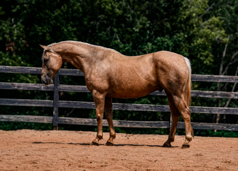 HorseID: 2265021 Yellowstone - PhotoID: 1034261