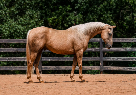 HorseID: 2265021 Yellowstone - PhotoID: 1034262
