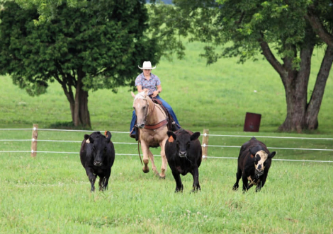 HorseID: 2265021 Yellowstone - PhotoID: 1034263