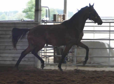 HorseID: 2265289 R Silvita - PhotoID: 1034599