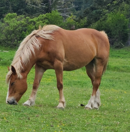 HorseID: 2265319 Penny - PhotoID: 1034640