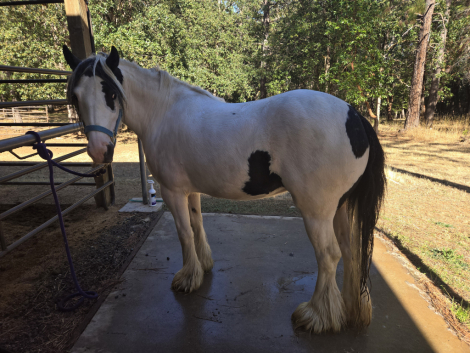 HorseID: 2266087 FNL Queen Bee - PhotoID: 1091135