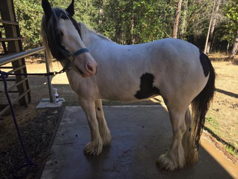 HorseID: 2266087 FNL Queen Bee - PhotoID: 1091136